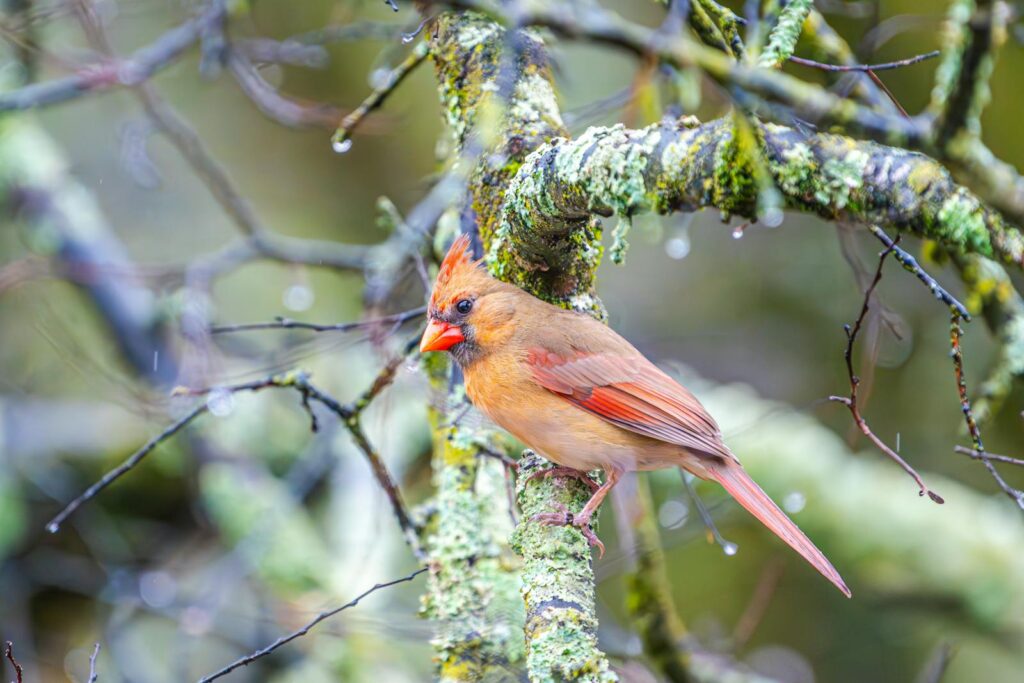 A female Northern Cardinal perched on a lichen-covered branch.