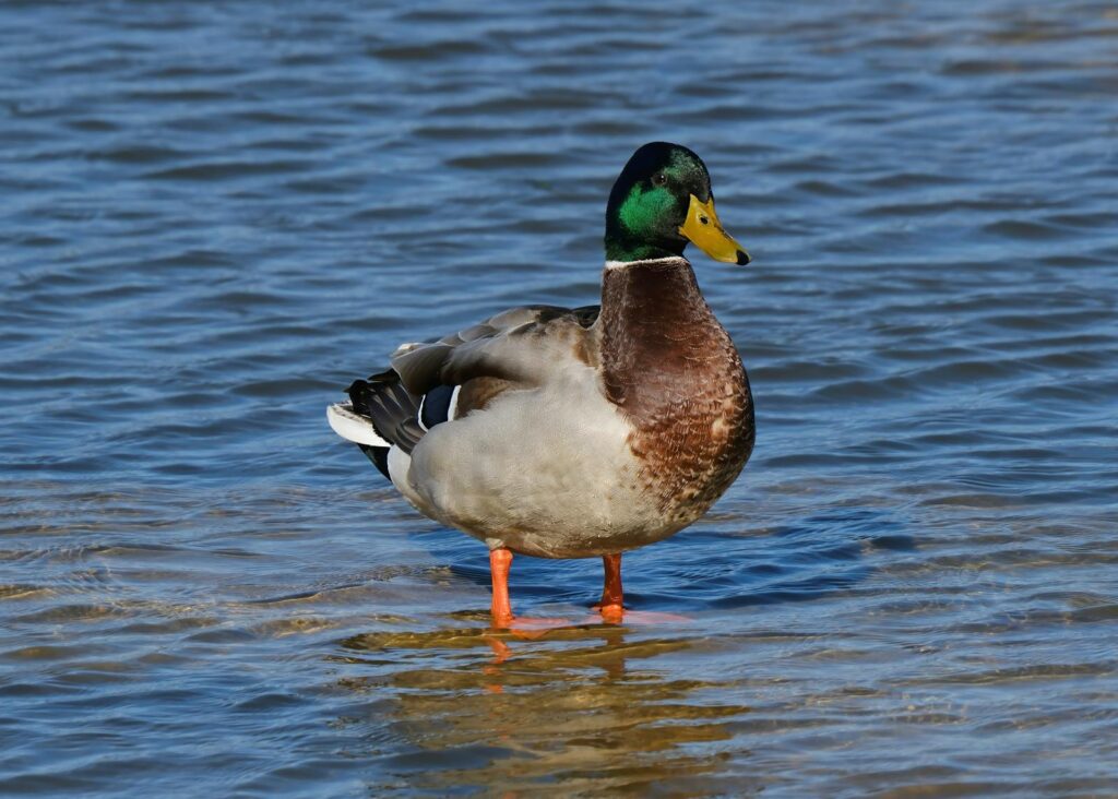 A colorful mallard duck stands in the clear waters of a lake.