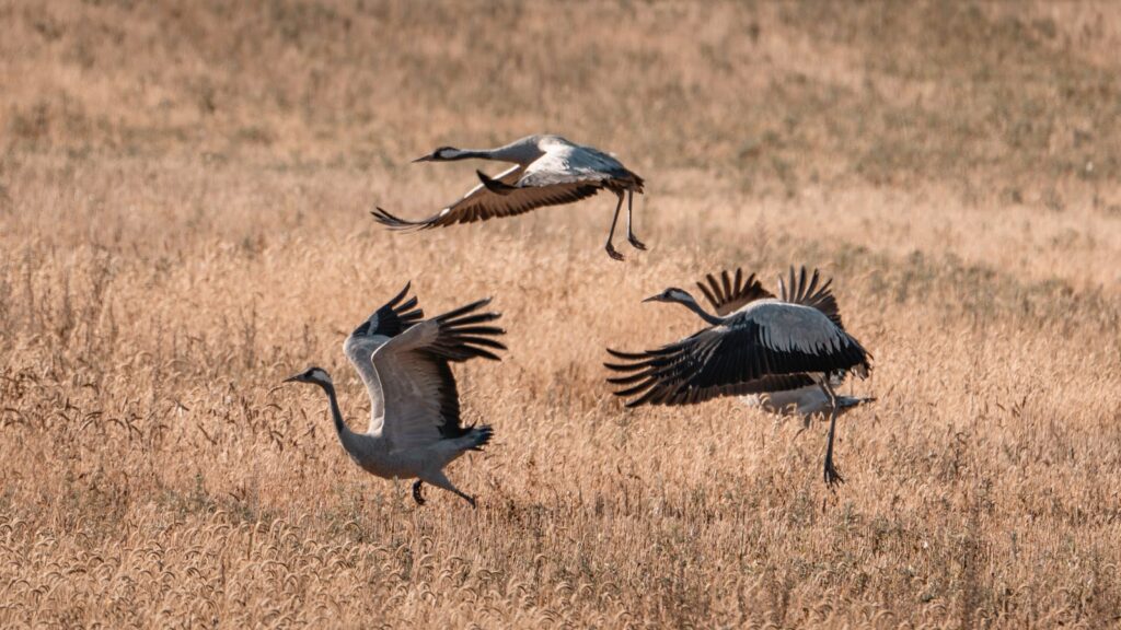 Majestic cranes in flight over a golden wheat field, captured on a sunny day.