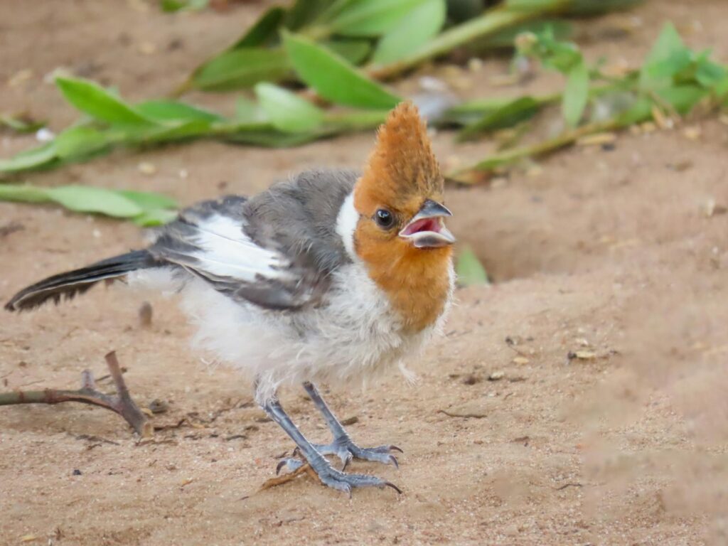 A red-crested cardinal fledgling with a prominent crest stands on sandy ground.