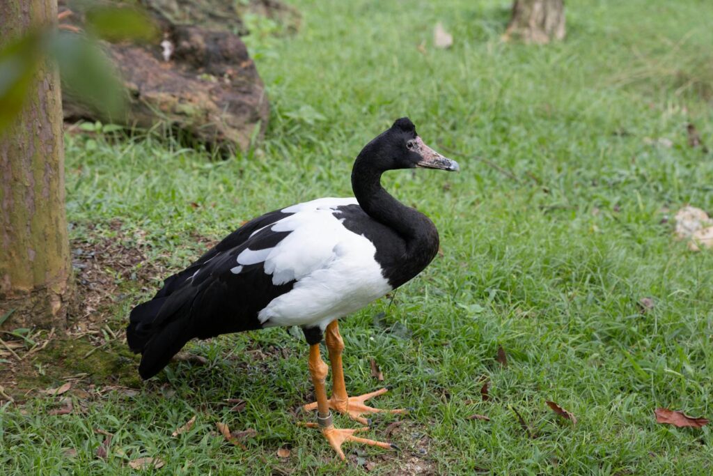 A magpie goose walking gracefully in a grassy area surrounded by trees.