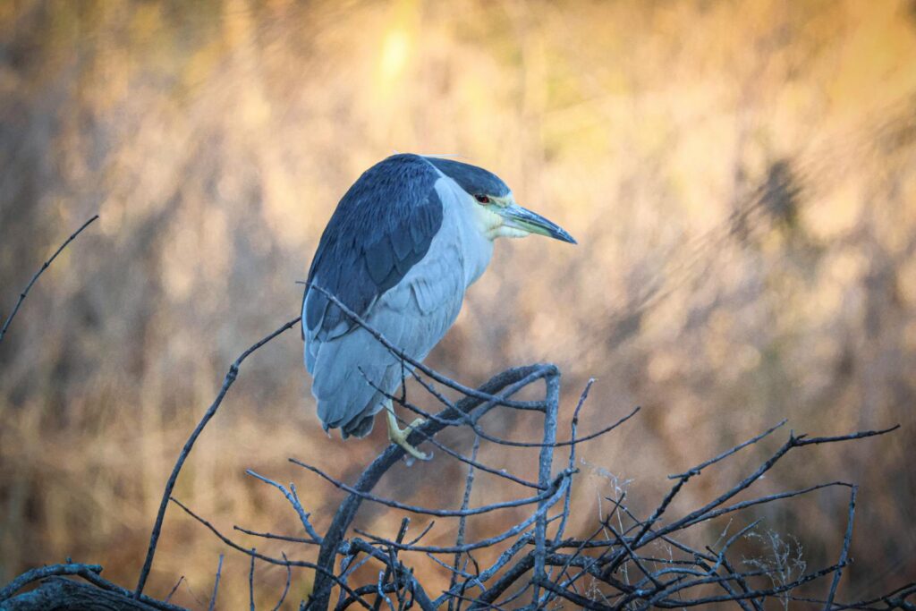 A Black-crowned night heron with dark back and pale underparts perches on bare branches.