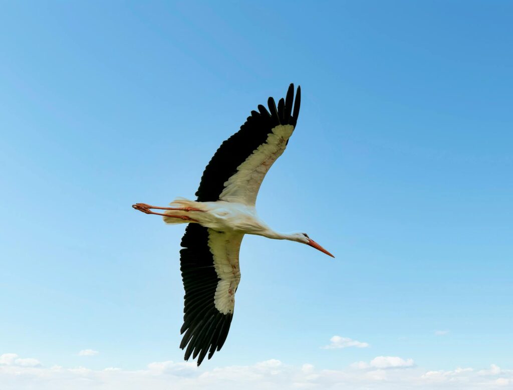 Beautiful white stork gliding with wings spread wide under a clear blue sky.