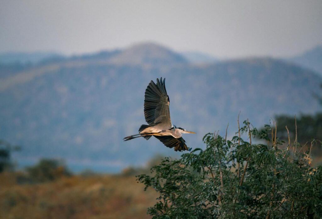Graceful heron flying over a lush forest, showcasing the beauty of wildlife and nature.