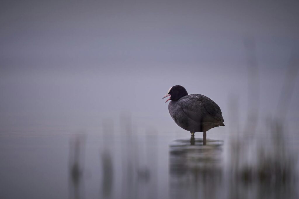 A Eurasian Coot stands in tranquil water during twilight, creating a serene and moody atmosphere.