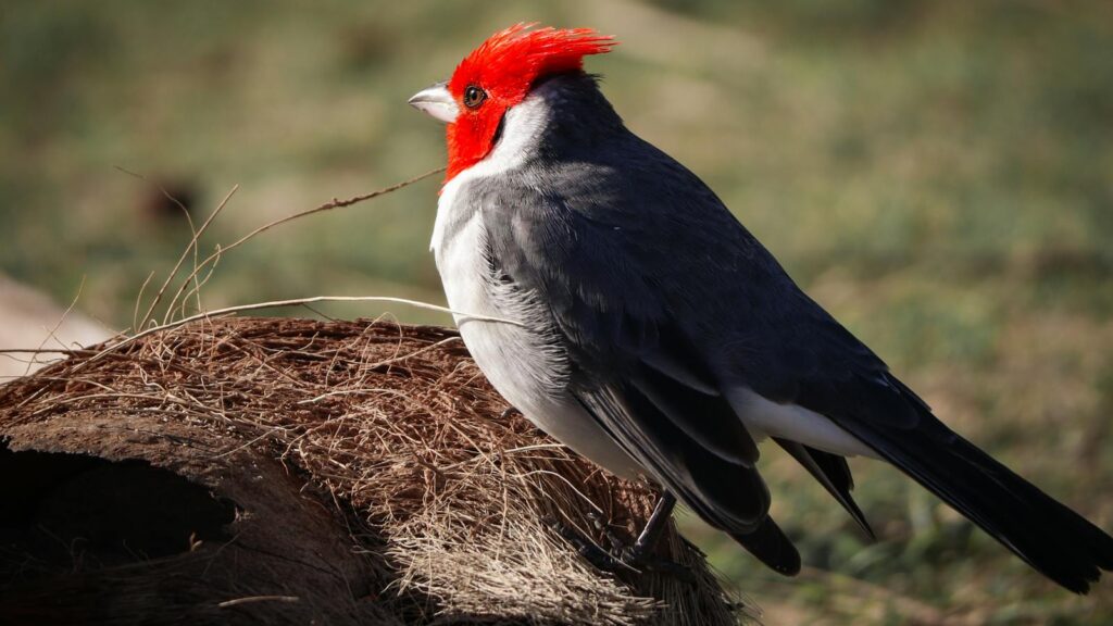 A red-crested cardinal perches on coconut husk