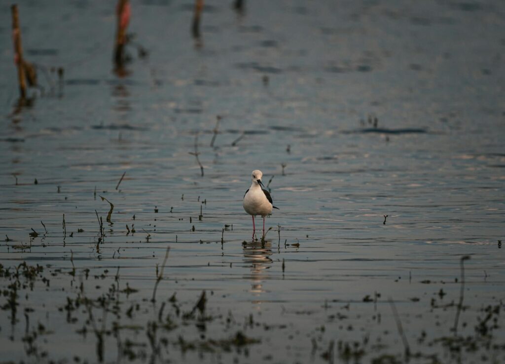 A serene capture of a black-winged stilt standing in shallow waters.