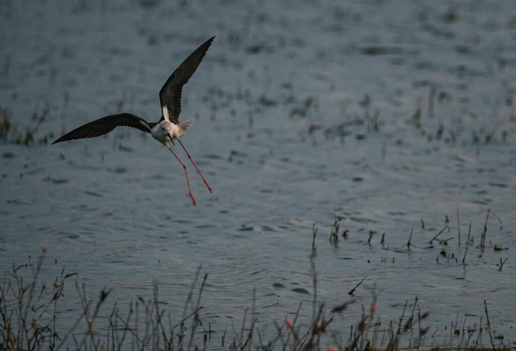 A black-winged stilt takes flight over a tranquil lake, showcasing its elegant long legs.