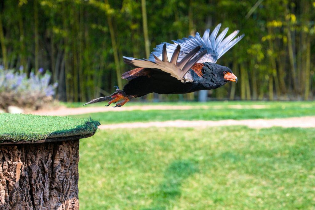 A stunning shot of a Bateleur eagle soaring A bateleur eagle with black plumage, a red face, and grey wings is in flight.