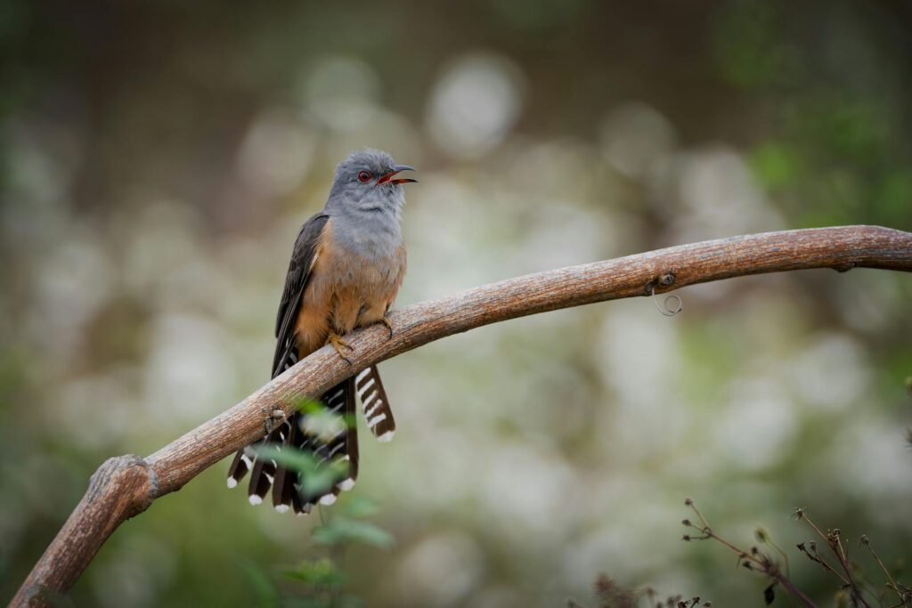 A Plaintive Cuckoo perches on a branch.