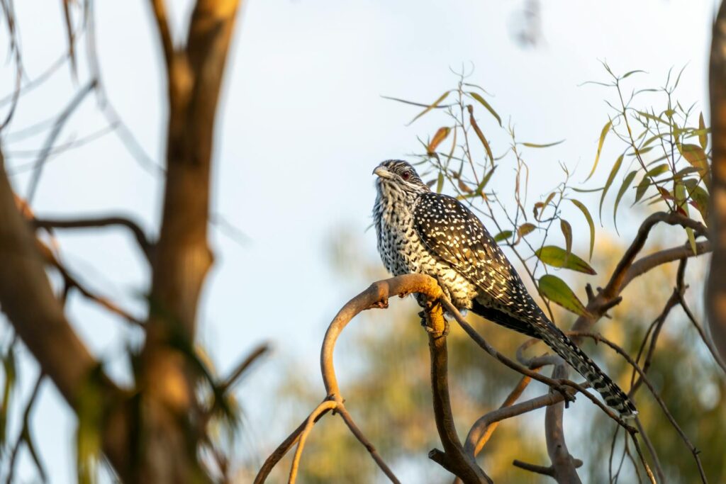 A striking Asian Koel sits on a tree branch, surrounded by natural foliage, exhibiting its distinct features.