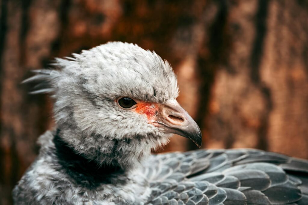 A Southern screamer shows its distinctive gray plumage and red facial skin.