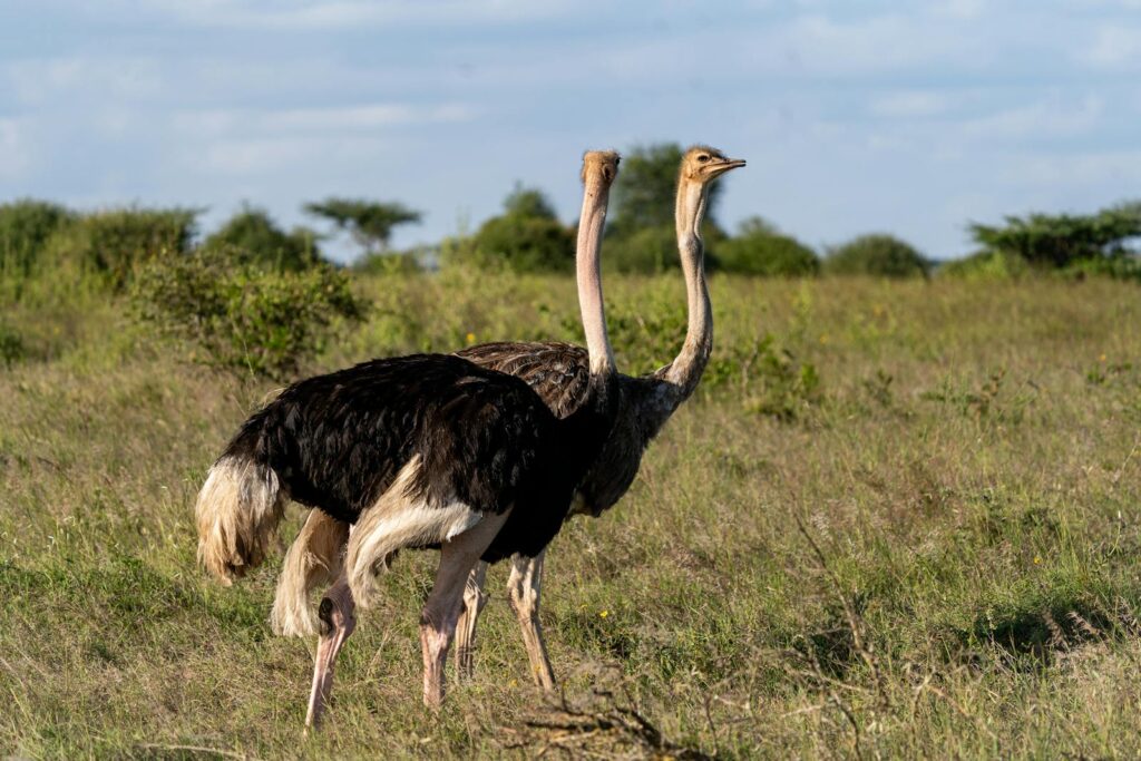 Two ostriches stand in a grassy field under a blue sky.