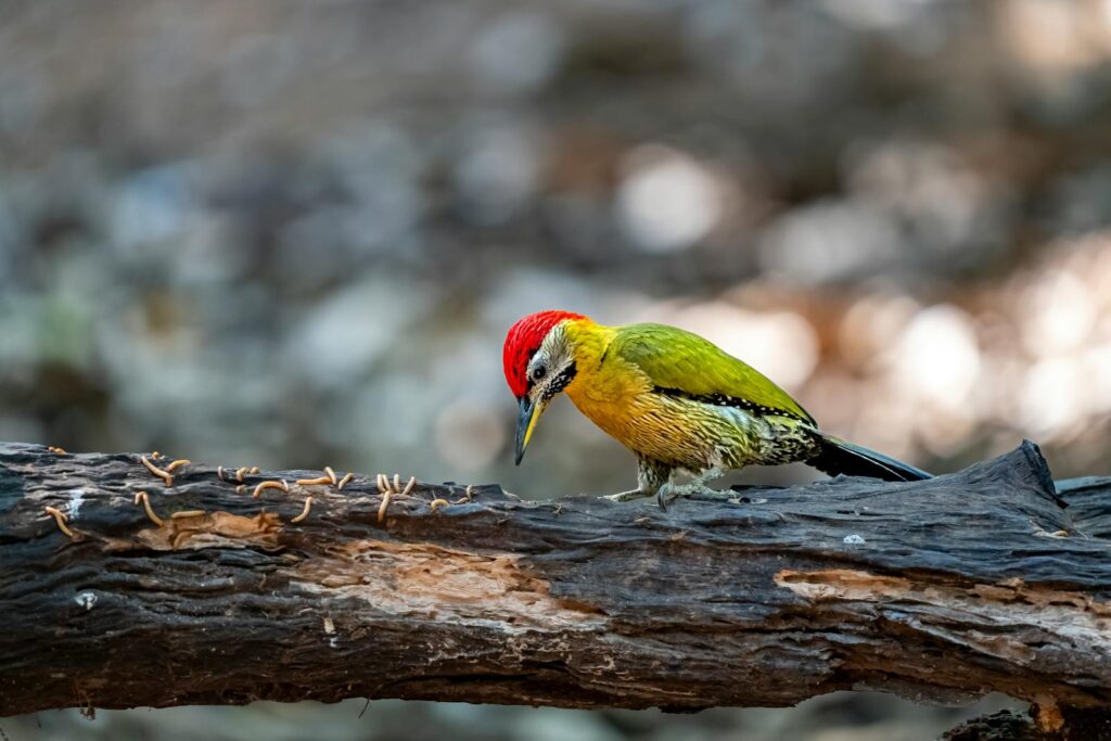 Vibrant woodpecker foraging on a tree branch, showcasing colorful plumage.