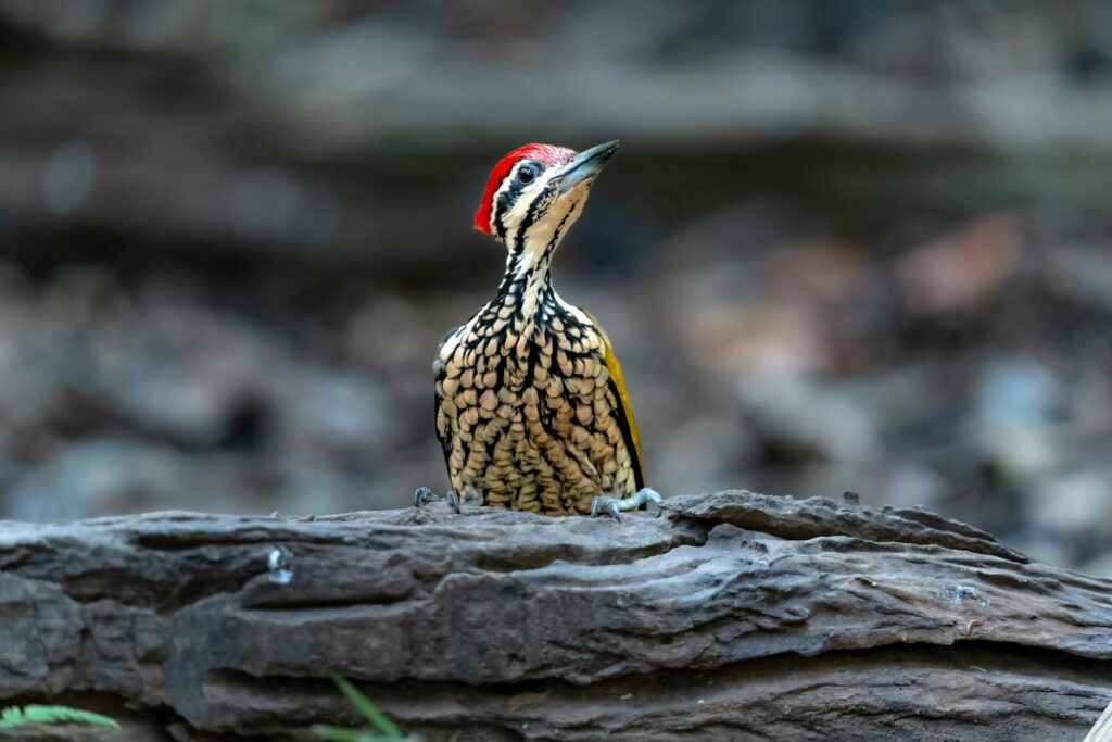 Vibrant Black-rumped Flameback woodpecker perched on a tree in natural habitat.