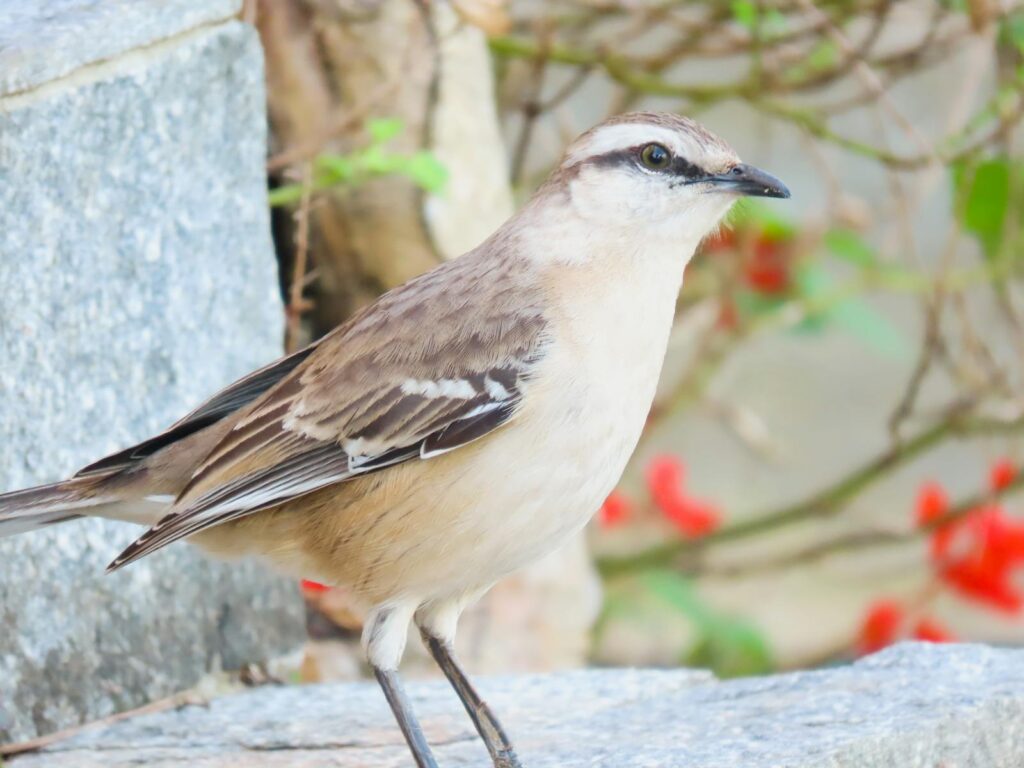 Close-up of a Chalk-browed Mockingbird in Santa Maria, Brazil.