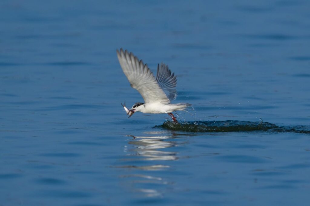 A white tern gracefully skims water surface, catching a fish mid-flight.