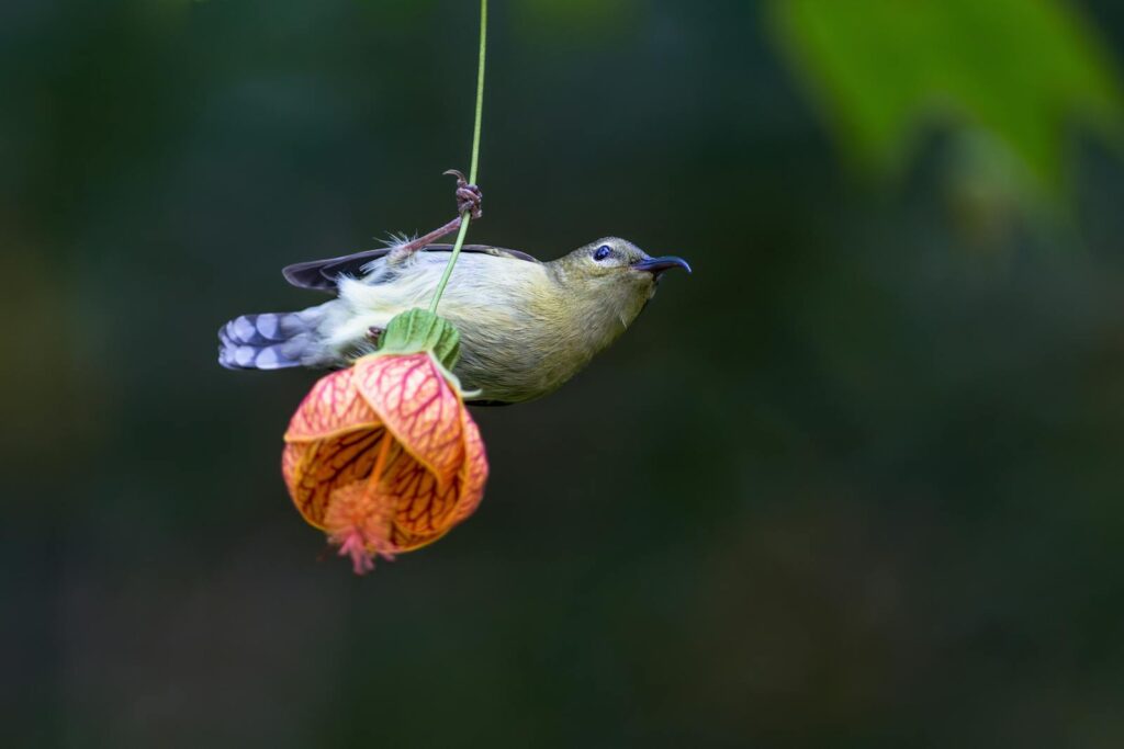 A sunbird elegantly perched on a hanging Abutilon flower against a blurred natural background.
