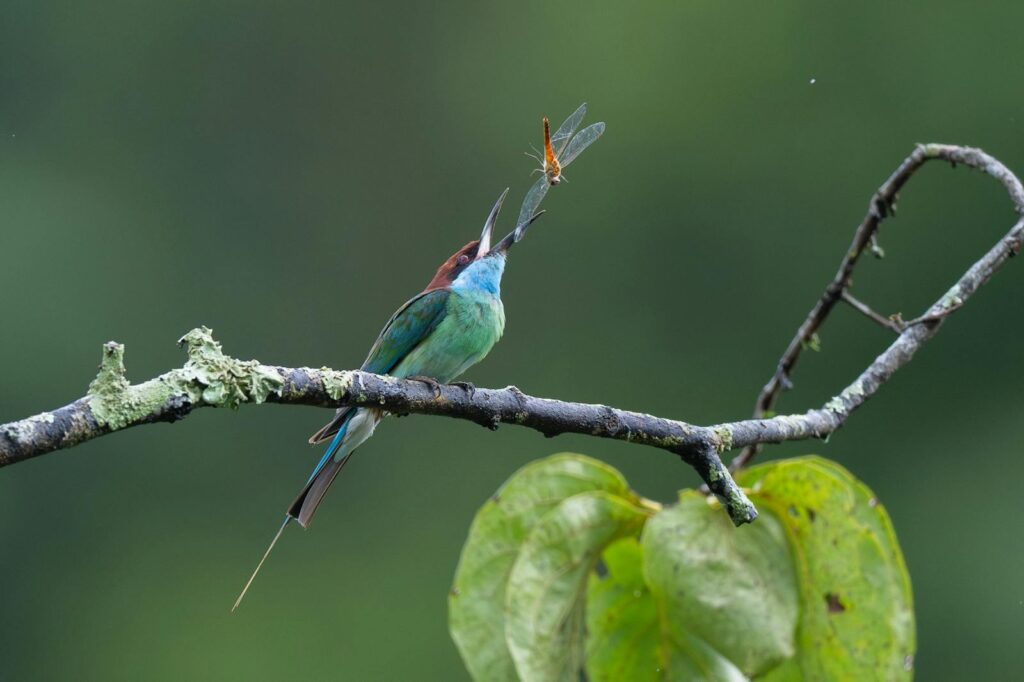 Colorful blue throated bee eater perches on a branch with a dragonfly, vivid forest background.