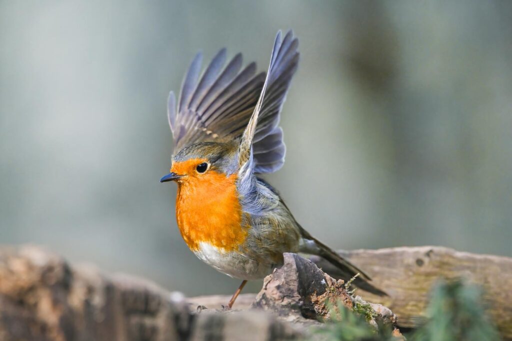 European robin showcasing vibrant plumage in a natural setting, perfect for nature enthusiasts.