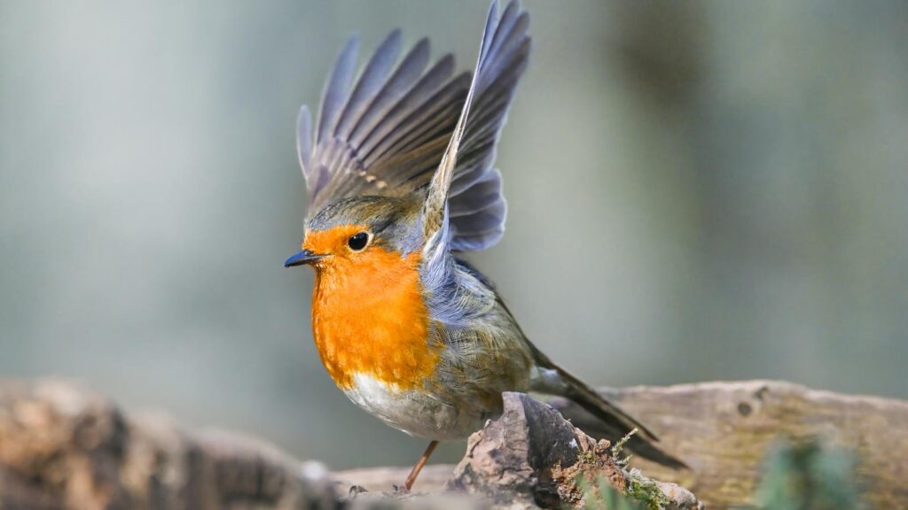 European robin showcasing vibrant plumage in a natural setting, perfect for nature enthusiasts.