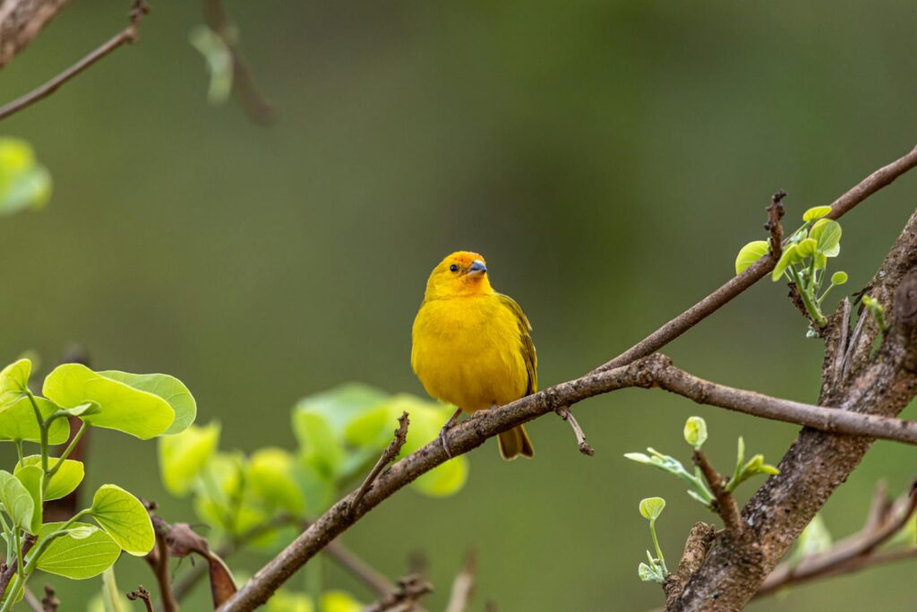 Bright yellow canary perched on a branch, surrounded by lush green leaves.