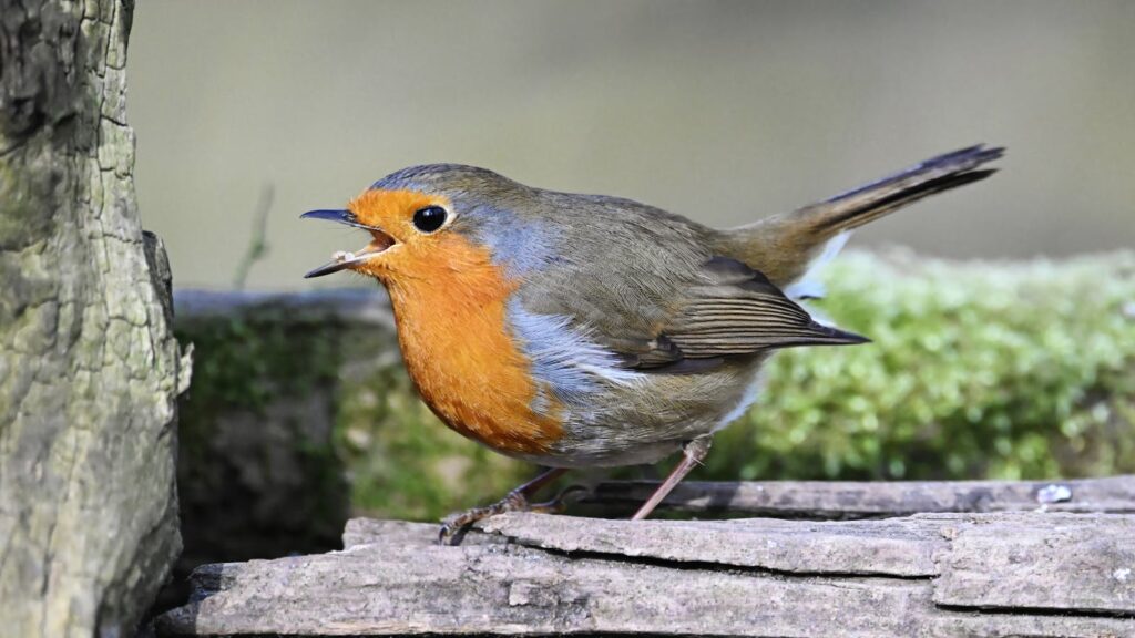 Captivating image of a European robin singing on a mossy branch, showcasing nature's beauty.