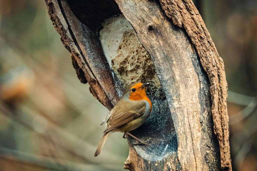 Close-up of a European robin perched on a tree branch in a forest.