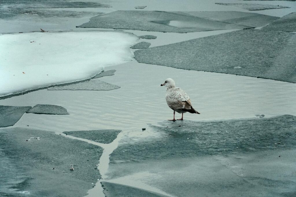 A lone seagull stands on icy lake in Toronto, capturing winter's chill.