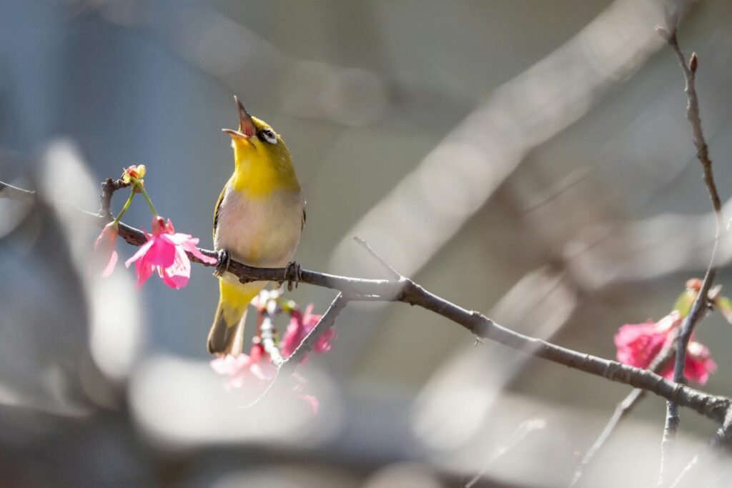 A vibrant yellow bird perched on a branch with pink cherry blossoms, captured in natural light.