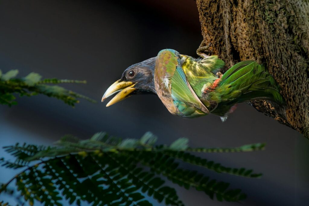 Vibrant barbet bird clings to a tree, showcasing beautiful plumage and natural habitat.