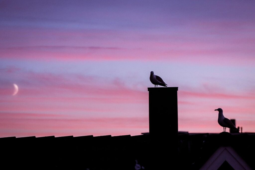 Seagulls perched on rooftops against a vibrant pink twilight sky.