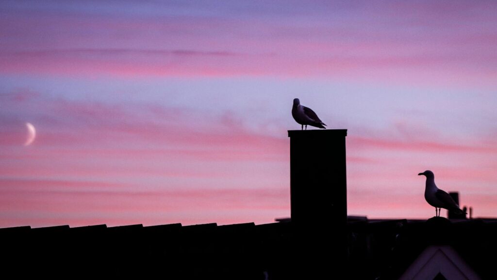 Seagulls perched on rooftops against a vibrant pink twilight sky.