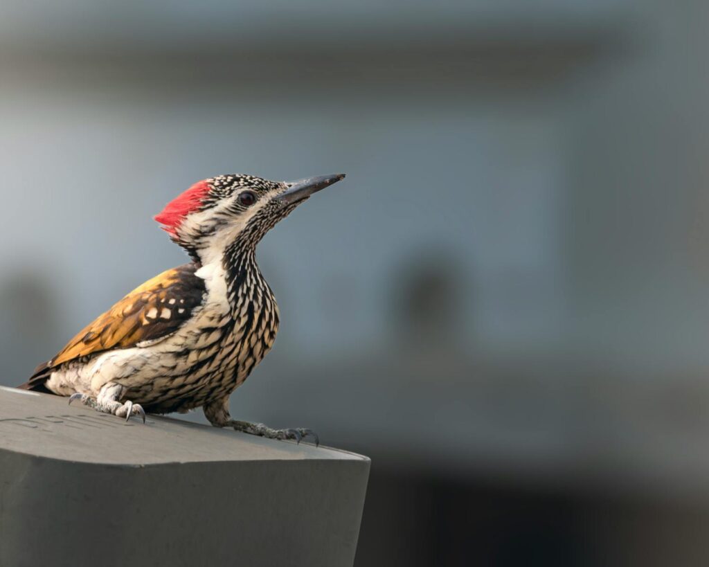 A black-rumped flameback with a red crown and patterned plumage perches on a surface.
