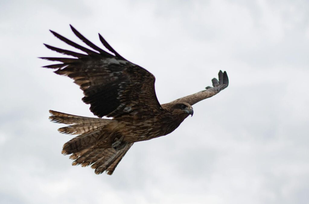 A powerful hawk elegantly soars through a cloudy sky, showcasing its wings.