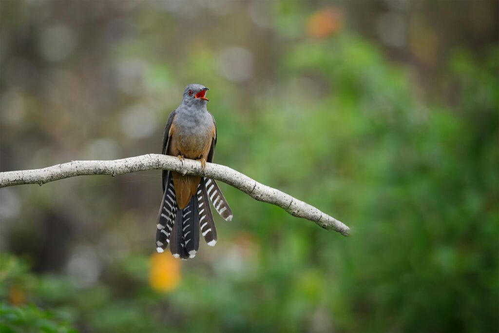 A Plaintive Cuckoo sings while perched on a branch.