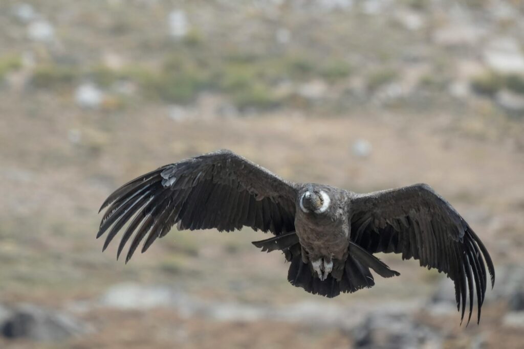 Magnificent Andean condor soaring over Chile's rugged terrain. Perfect wildlife capture.