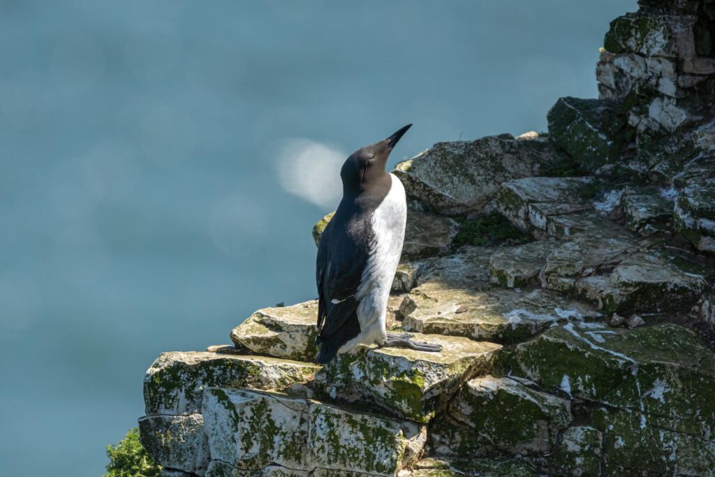 A Common Murre rests on mossy cliffs against the ocean backdrop.