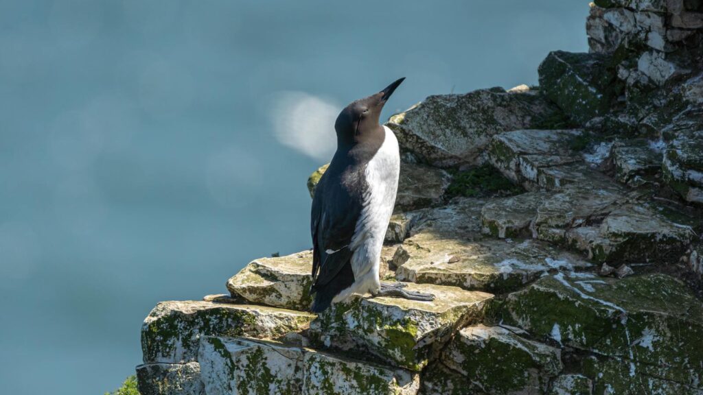 A Common Murre rests on mossy cliffs against the ocean backdrop.