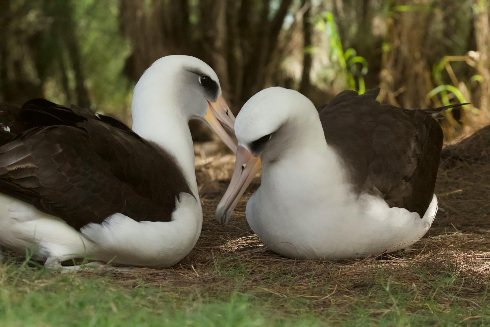 A pair of Laysan albatross showcasing affectionate behavior in Hawaiian habitats.