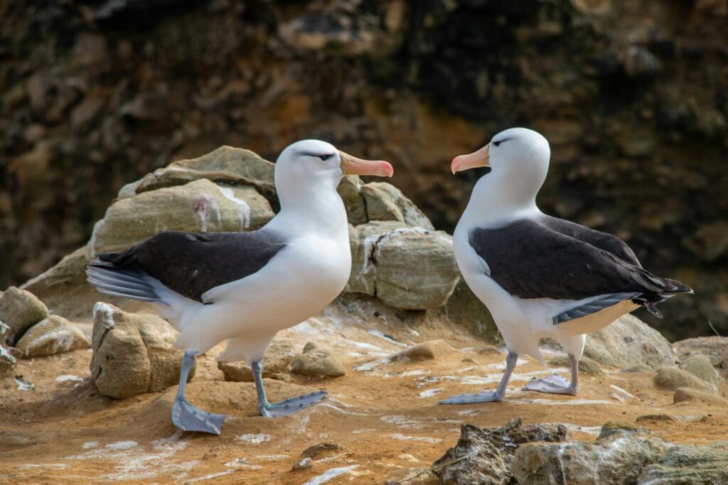 Two albatrosses with white heads and dark wings stand on a rocky ground.