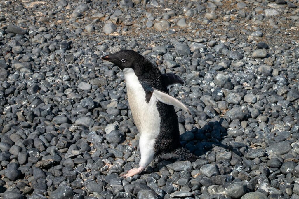 An Adélie penguin stands on a rocky surface.