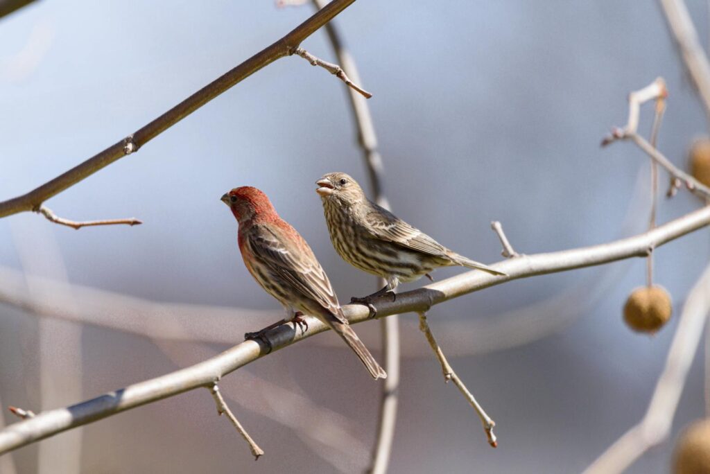 Two House Finches perched on a bare branch in a Pittsburgh park during early spring.