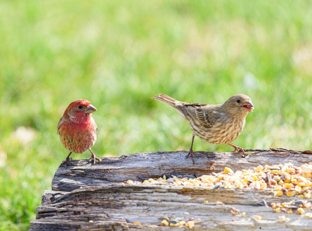 Two house finches perched on a log eating seeds in a sunny outdoor setting.
