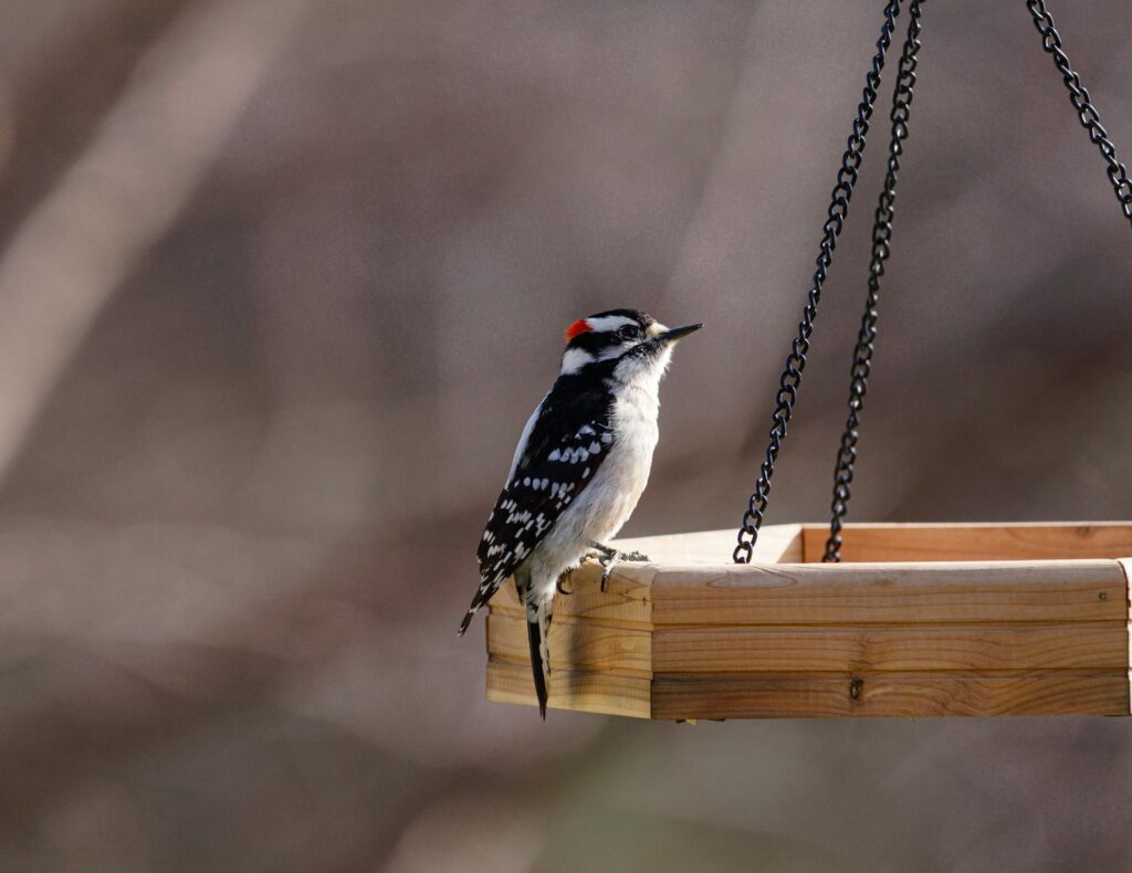 A downy woodpecker perched on a hanging wooden bird feeder outdoors.
