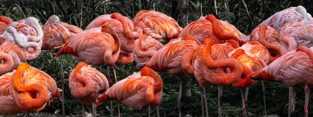 Colorful flamingos resting together at Frederiksberg Zoo, showcasing beautiful pink and orange plumage.