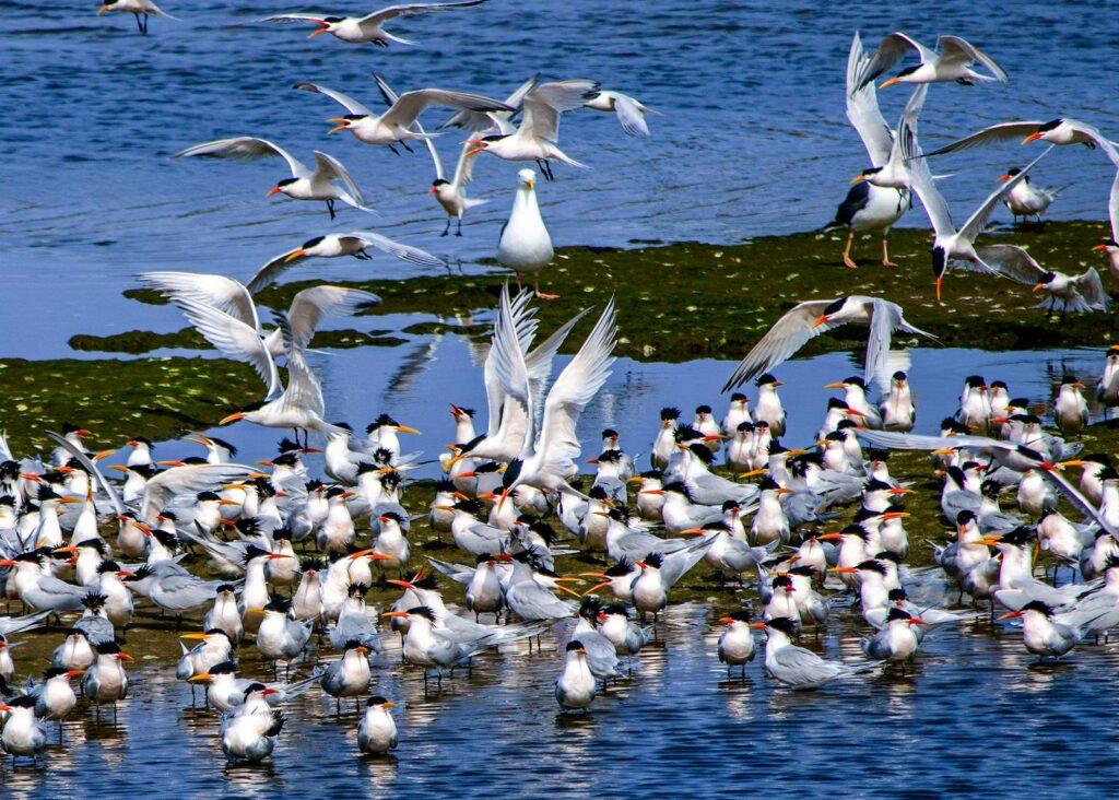 A colony of terns stands and flies over a blue body of water.