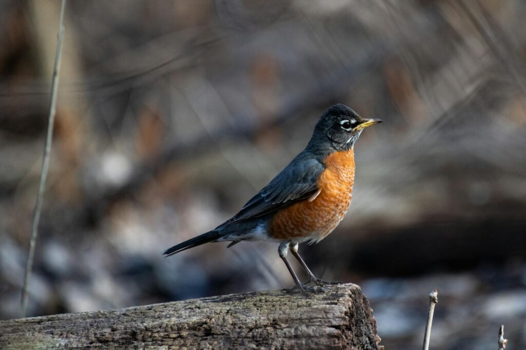 Beautiful American Robin (Turdus migratorius) resting on a log in its natural habitat.