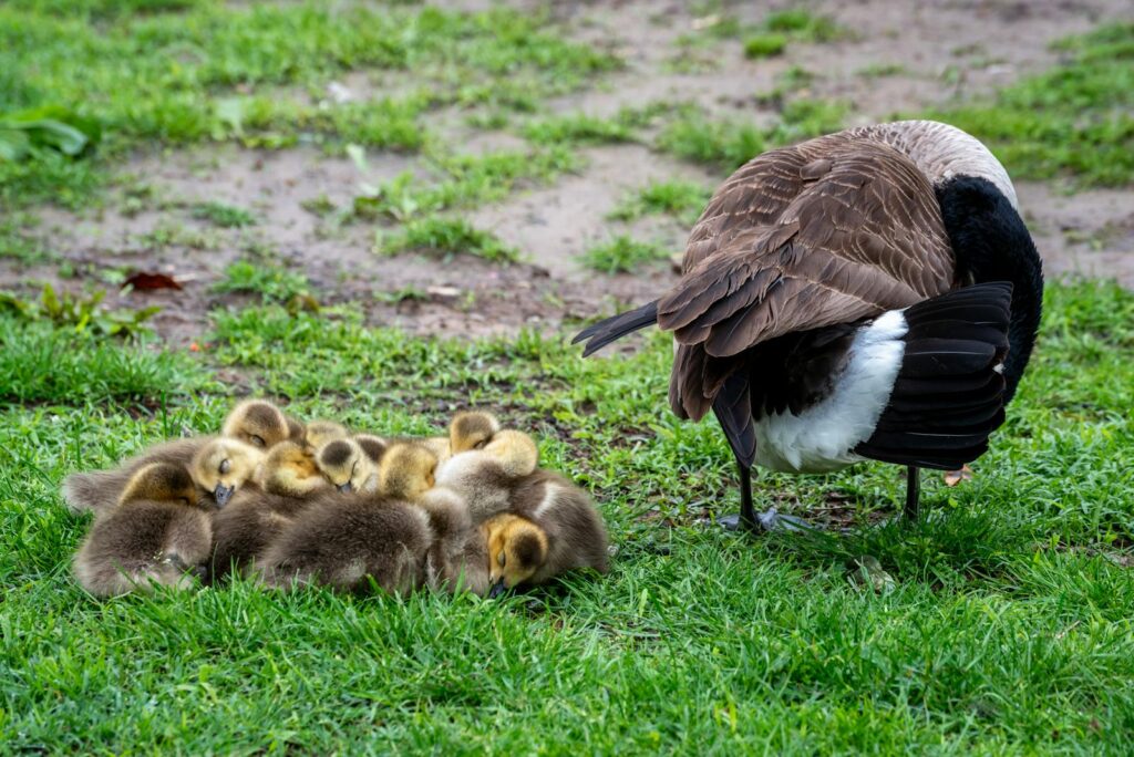 Canada Goose tending to sleeping goslings on grass, Washington DC park.