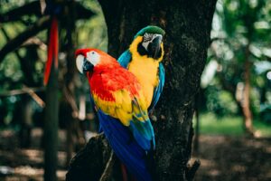 Two vibrant macaws perch on a tree, showcasing vivid reds, blues, and yellows in an outdoor setting.
